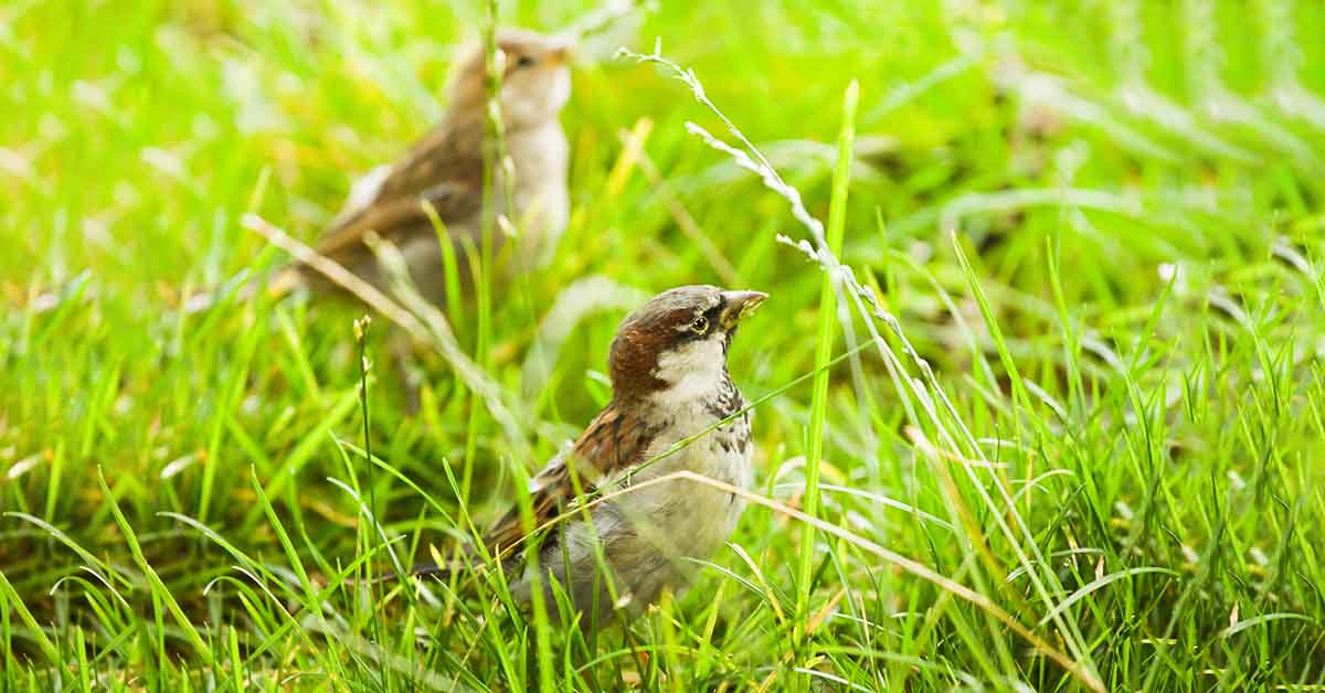 Birds eating grass seeds