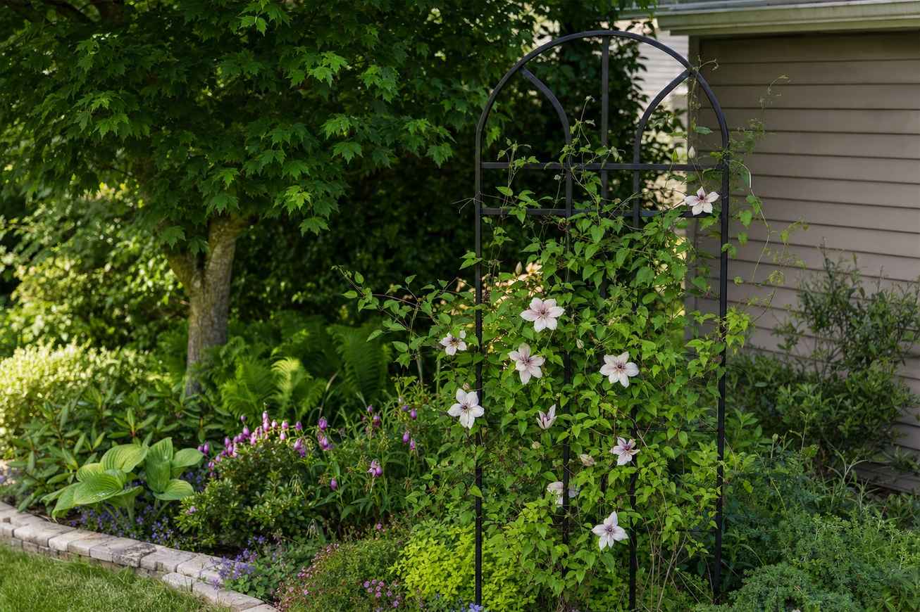 A black metal garden trellis with a healthy flowering climbing plant in a sunny garden bed