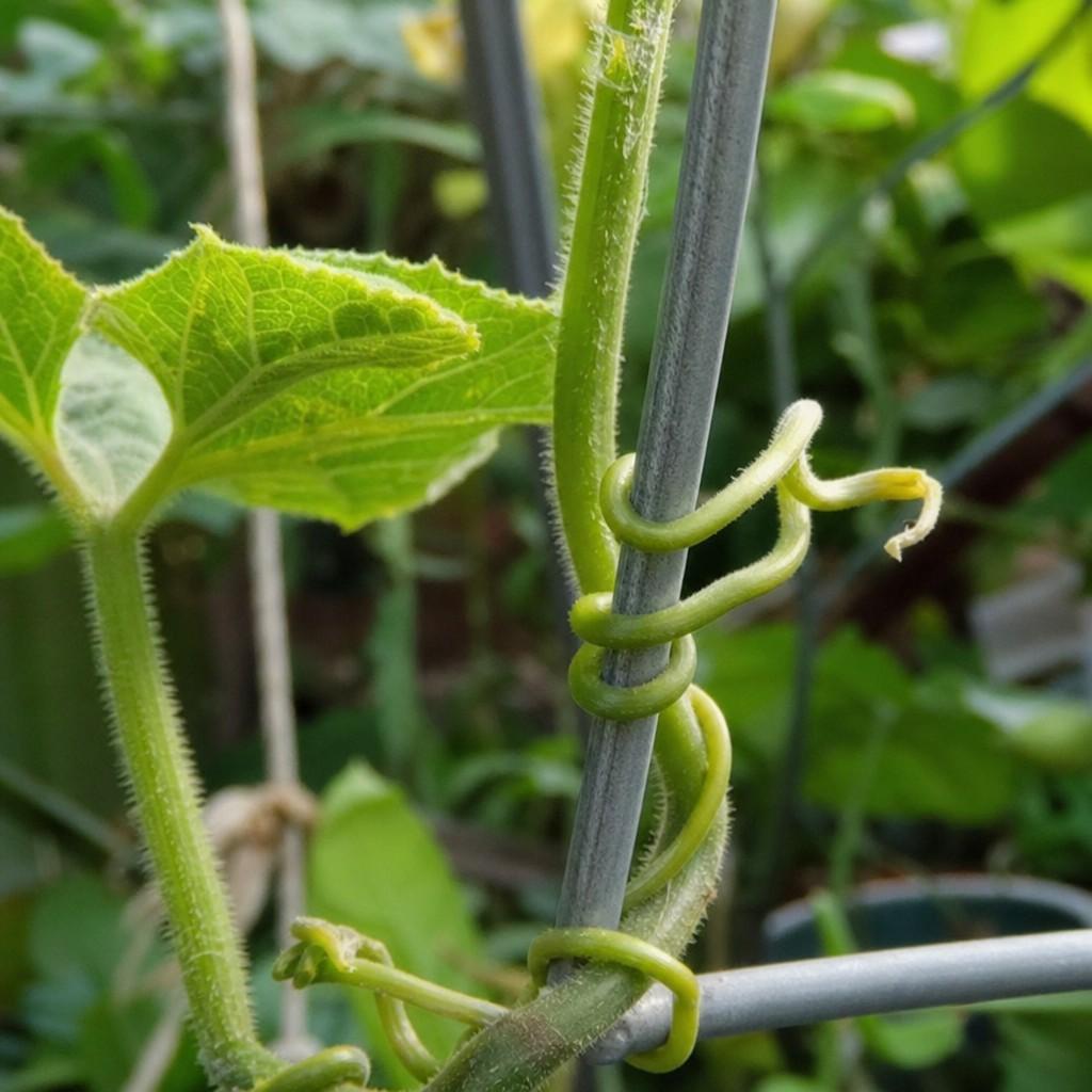 Close-up of a green vine tendril wrapped around a sunlit metal trellis bar