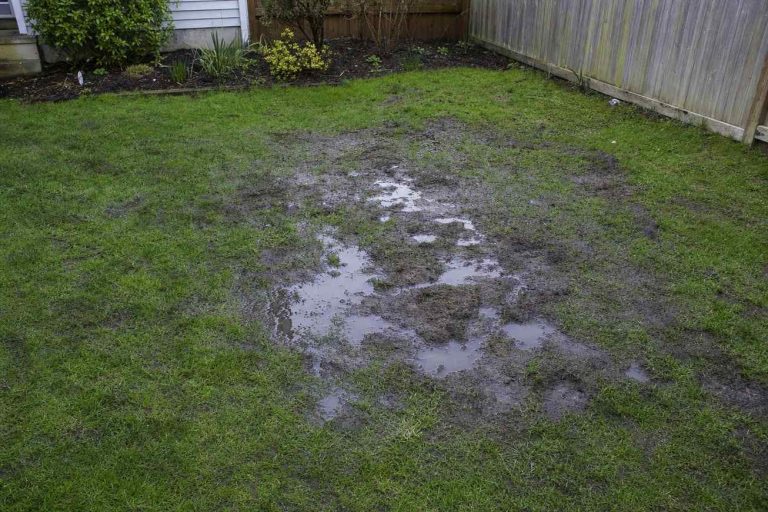 A muddy waterlogged patch of backyard lawn with puddles and bare worn grass